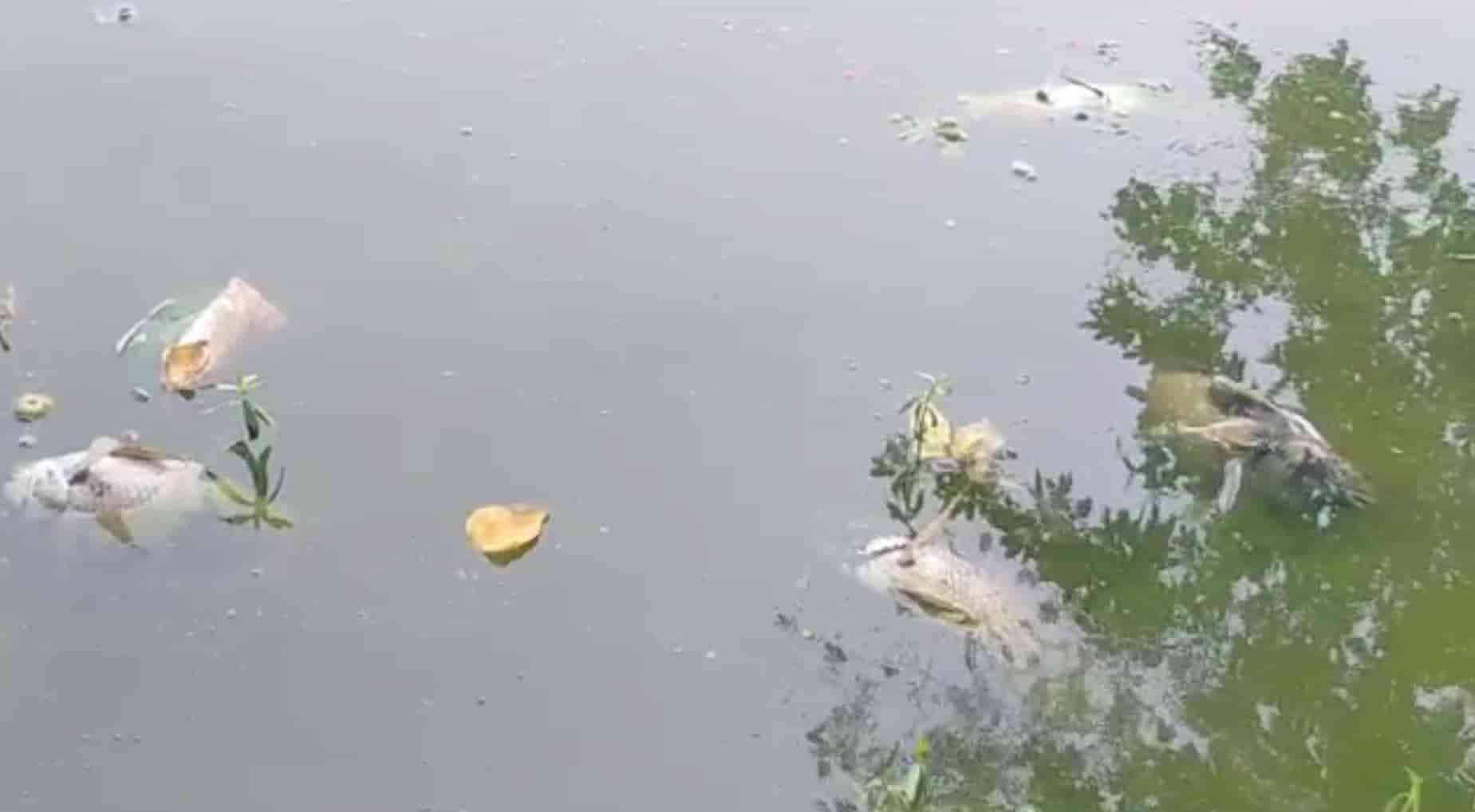 Mass death of fish in Jayanti Sarovar, Jubilee Park, Jamshedpur raises questions about water quality and maintenance.