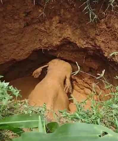 Villagers and Forest Officials Collaborate to Safely Extricate Stranded Elephant